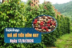 Giá tiêu hôm nay 17/8/2026: Thị trường trong nước đi ngang, tiêu trắng Indonesia bứt phá