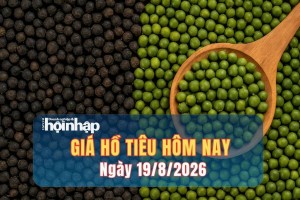 Giá tiêu hôm nay 19/8/2026: Thị trường trong nước tiếp tục đi ngang, xuất khẩu sang Trung Quốc tăng hơn 200%