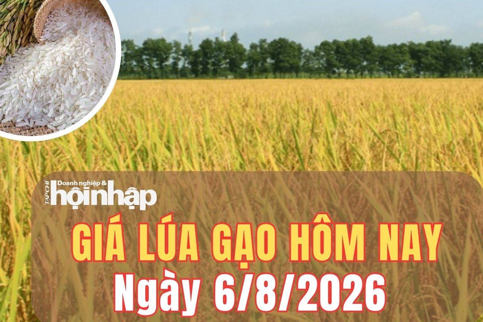 Giá lúa gạo hôm nay 6/8/2026: Một số giống lúa tăng nhẹ, phụ phẩm giảm giá
