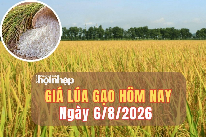 Giá lúa gạo hôm nay 6/8/2026: Một số giống lúa tăng nhẹ, phụ phẩm giảm giá