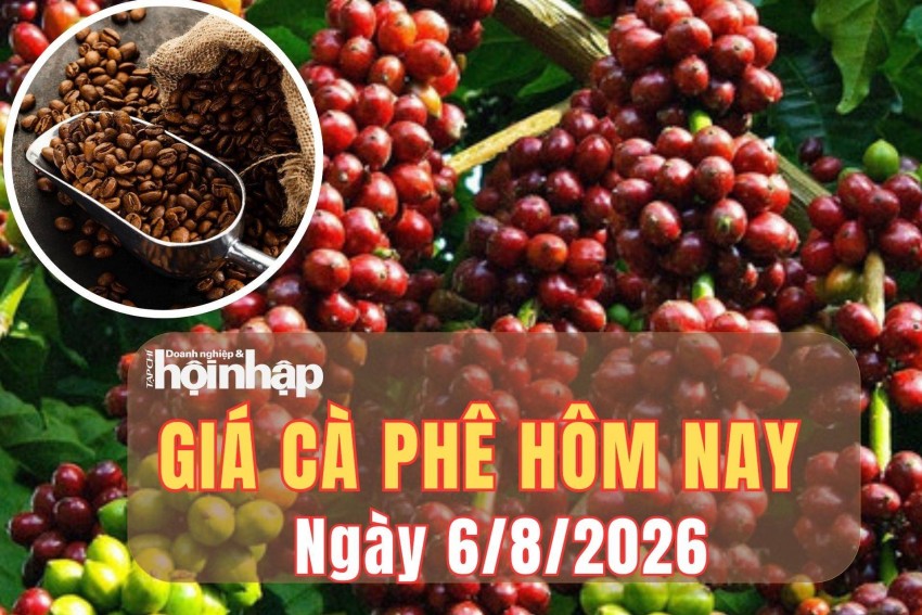 Giá cà phê hôm nay 6/8/2026: Giá cà phê tăng mạnh