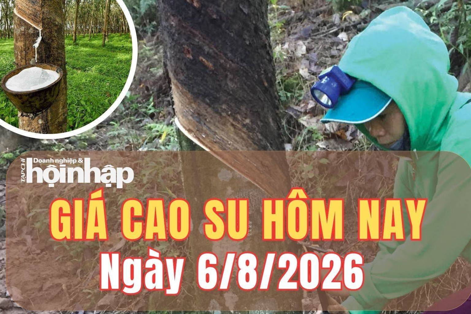 Giá cao su hôm nay 6/8/2026: Các kỳ hạn tăng giảm trái chiều