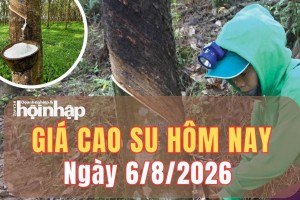 Giá cao su hôm nay 6/8/2026: Các kỳ hạn tăng giảm trái chiều