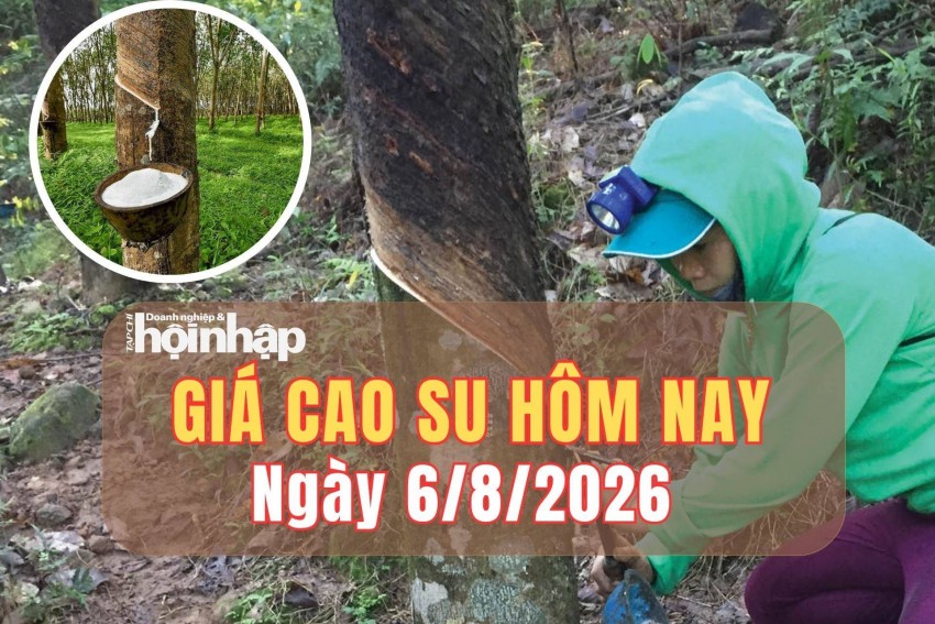 Giá cao su hôm nay 6/8/2026: Các kỳ hạn tăng giảm trái chiều
