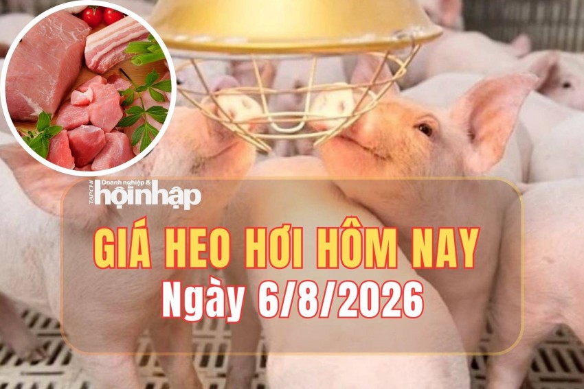 Giá heo hơi hôm nay 6/8/2026: Giá heo hơi tiếp tục giảm trên cả nước