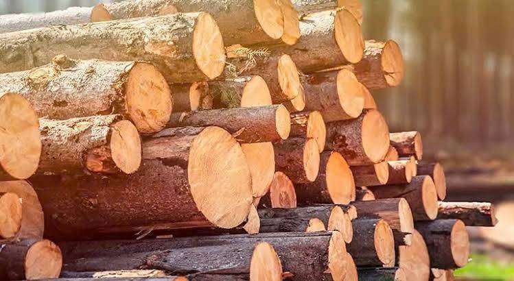 Trong bối cảnh ngành xây dựng, nội thất và vật liệu xanh đang phát triển mạnh mẽ, thị trường gỗ nguyên liệu tại Việt Nam và thế giới đang chứng kiến nhiều biến động đáng chú ý về giá cả, nguồn cung cũng như xu hướng sử dụng vật liệu thay thế. 