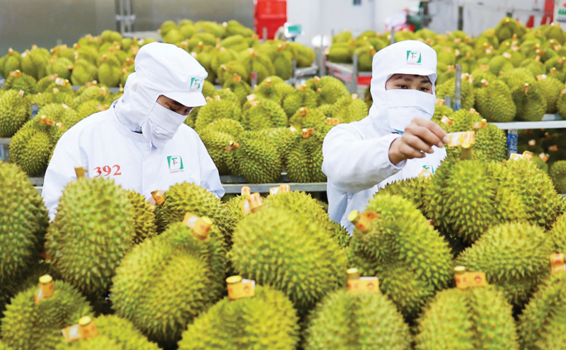 Xuất khẩu rau quả Việt tăng tốc tại thị trường Trung Quốc