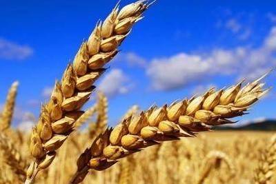 Giá lúa mì phục hồi do rủi ro Biển Đen và thời tiết