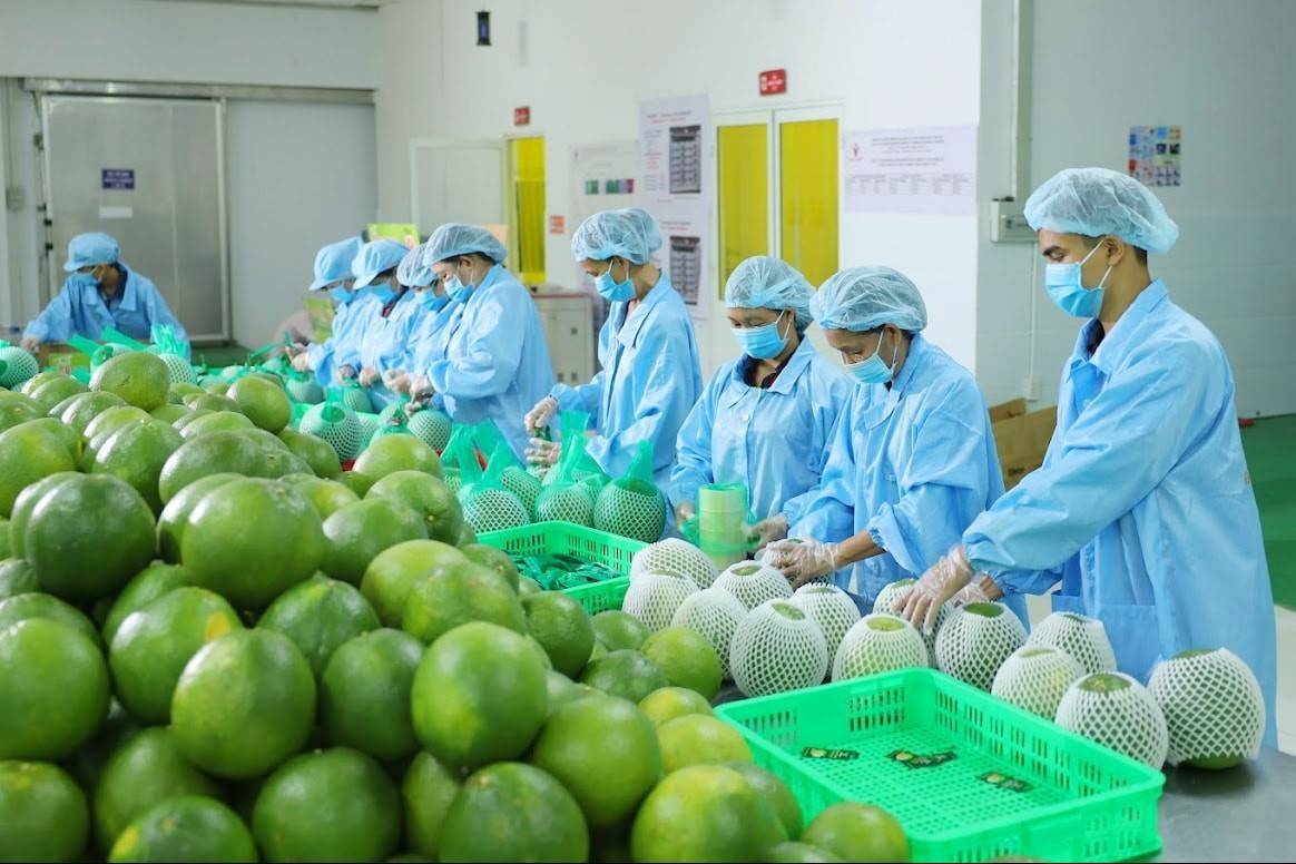 Đồng Nai cùng doanh nghiệp xây dựng chuỗi bưởi xuất khẩu quy mô lớn