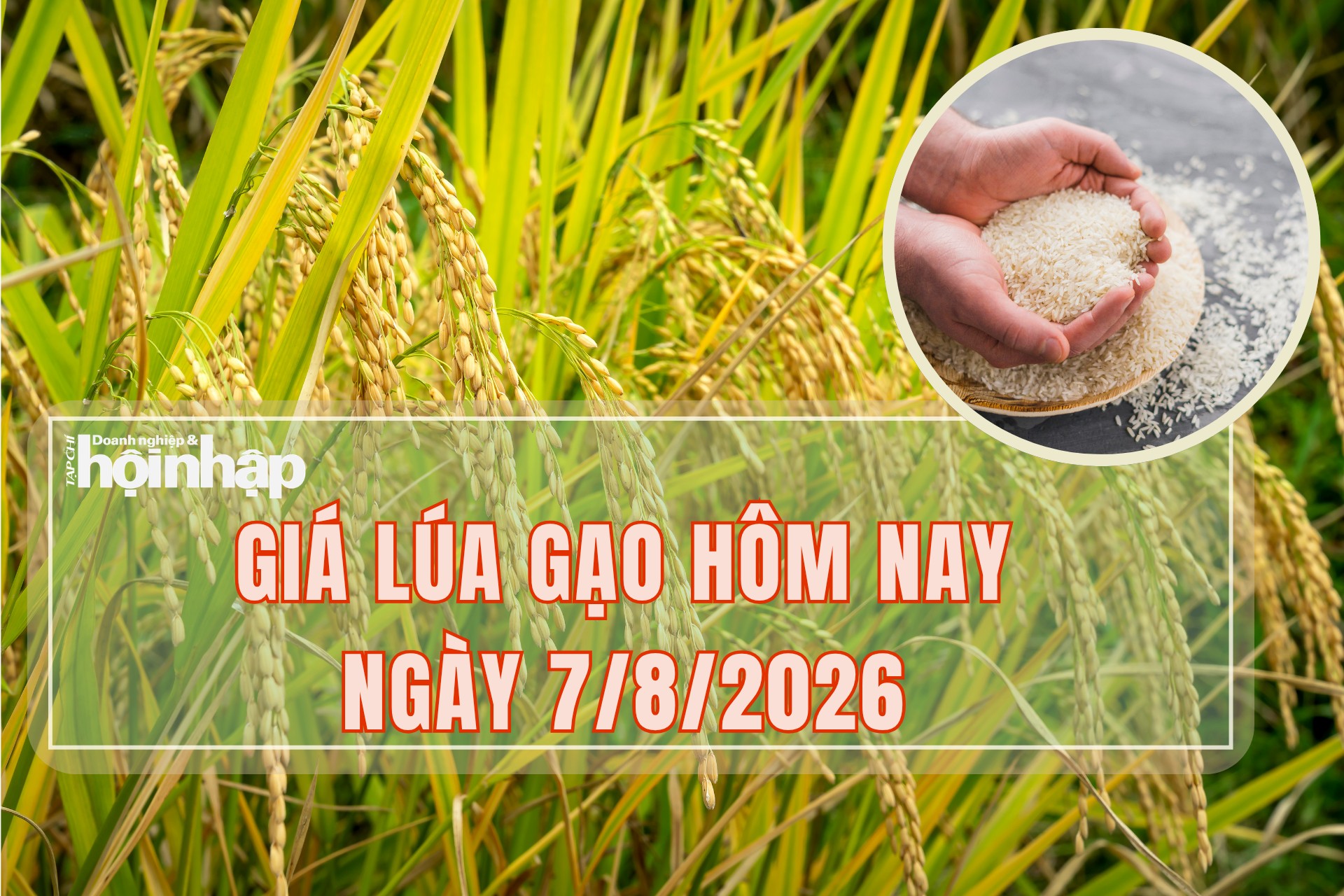 Giá lúa gạo hôm nay 7/8/2026: Lúa tươi ổn định, gạo xuất khẩu tăng