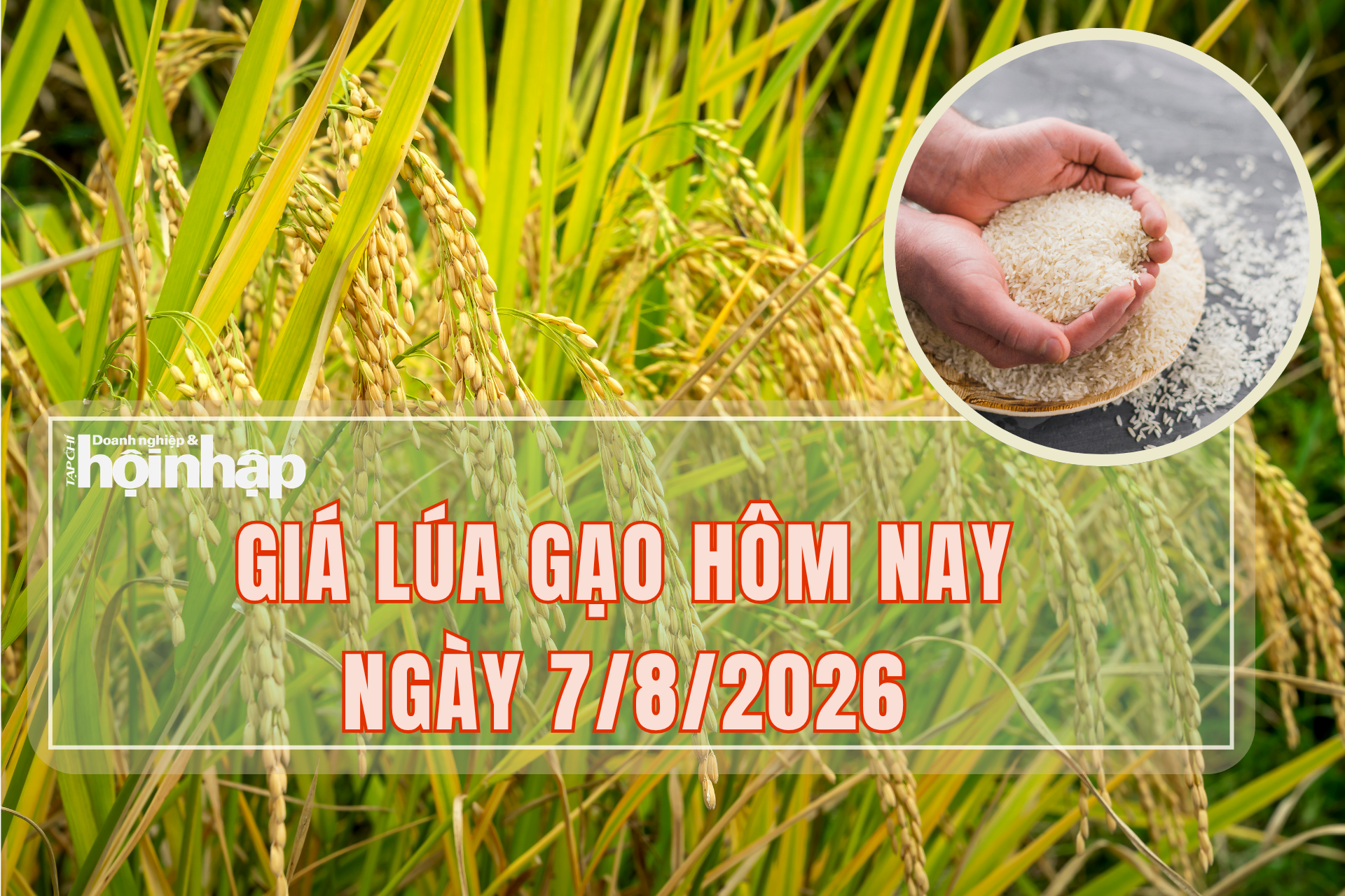 Giá lúa gạo hôm nay 7/8/2026: Lúa tươi ổn định, gạo xuất khẩu tăng
