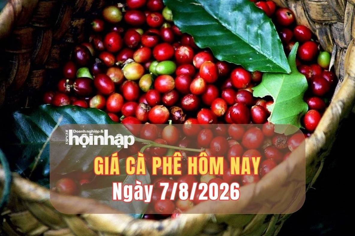 Giá cà phê hôm nay 7/8/2026: Giá cà phê tăng mạnh, áp sát mốc 100.000 đồng/kg