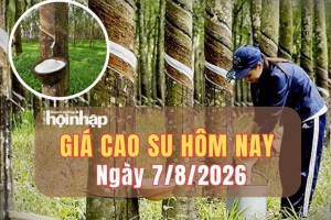Giá cao su hôm nay 7/8/2026: Thị trường thế giới phân hóa, giá trong nước ổn định