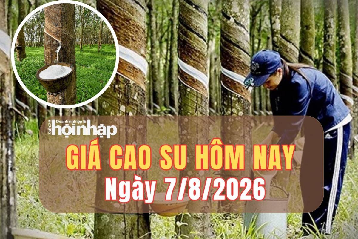 Giá cao su hôm nay 7/8/2026: Các kỳ hạn tăng giảm trái chiều