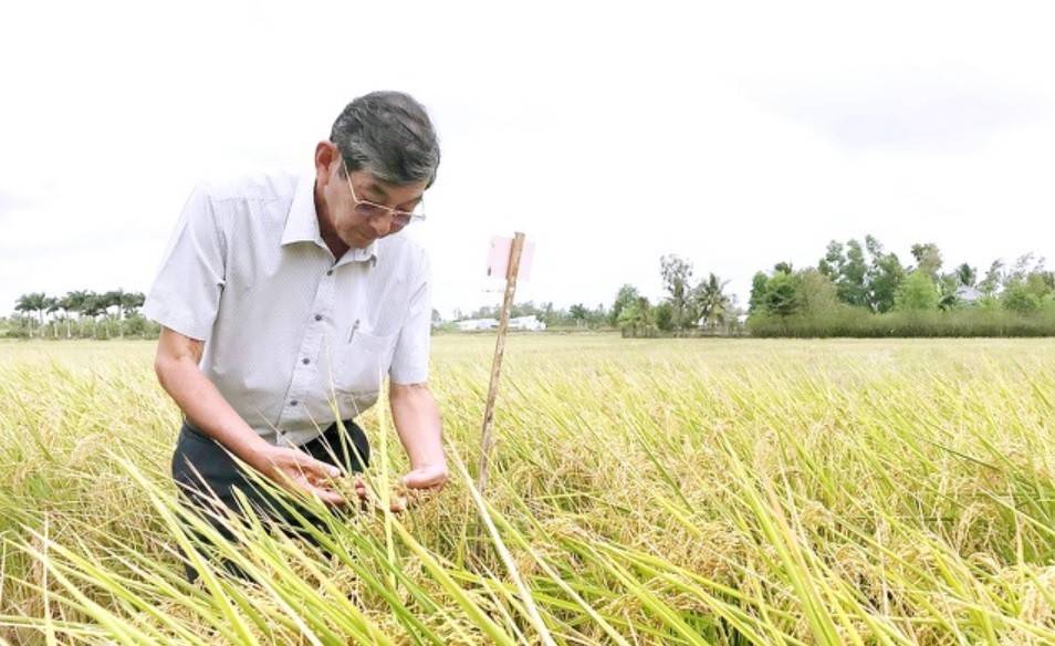 Theo kỹ sư Hồ Quang Cua, nếu tính từ thời điểm lai tạo để chọn ra ST24 và ST25 thì mất hơn 10 năm, còn nếu tính từ ý tưởng ban đầu đến khi cho ra kết quả cũng kéo dài khoảng 20 năm. Từ hạt giống trong phòng thí nghiệm đến khi gieo trồng, thu hoạch và trở thành sản phẩm thương mại là cả một hành trình dài đầy thử thách.