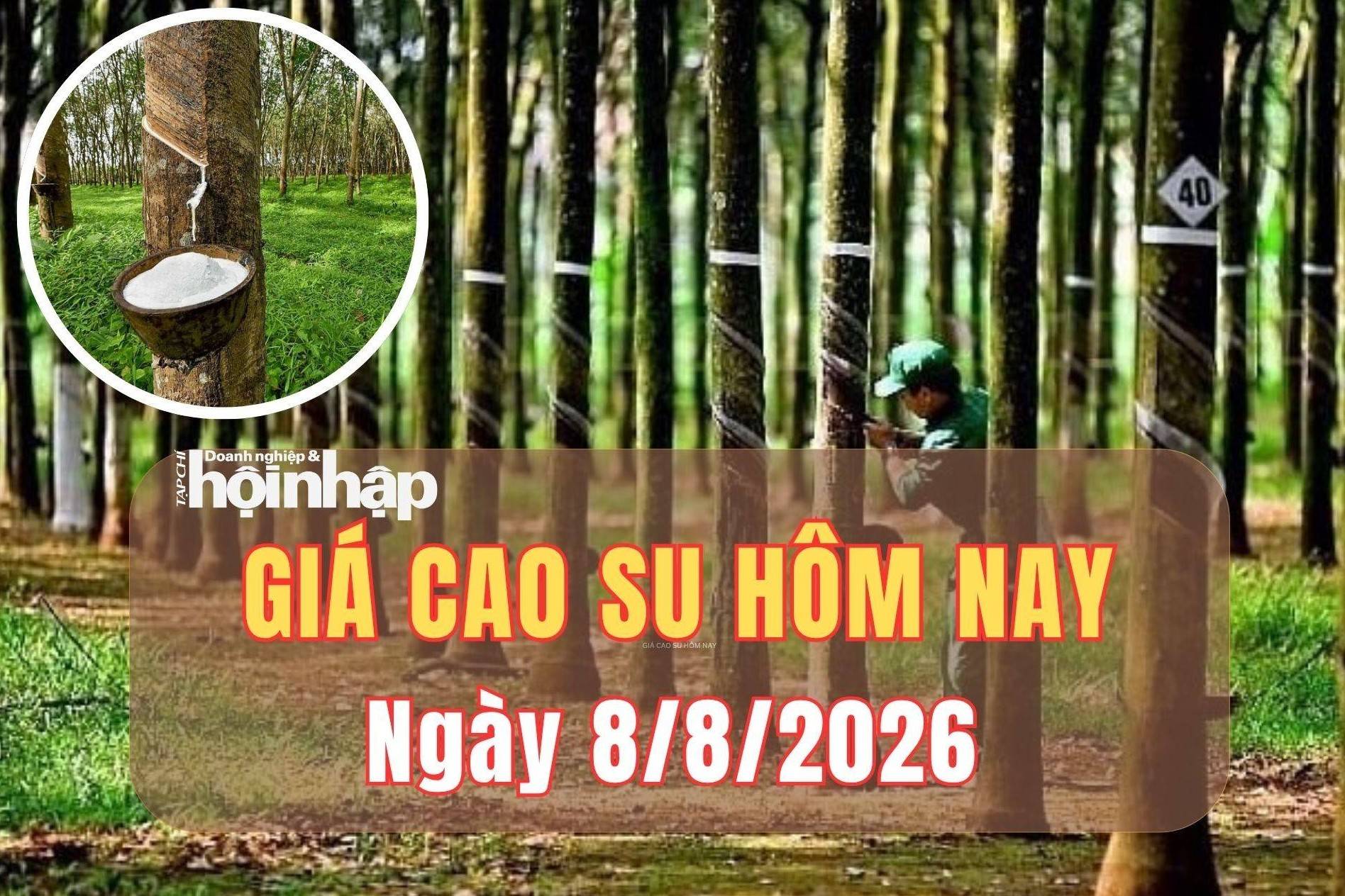 Giá cao su hôm nay 8/8/2026: Thế giới tăng, trong nước ổn định