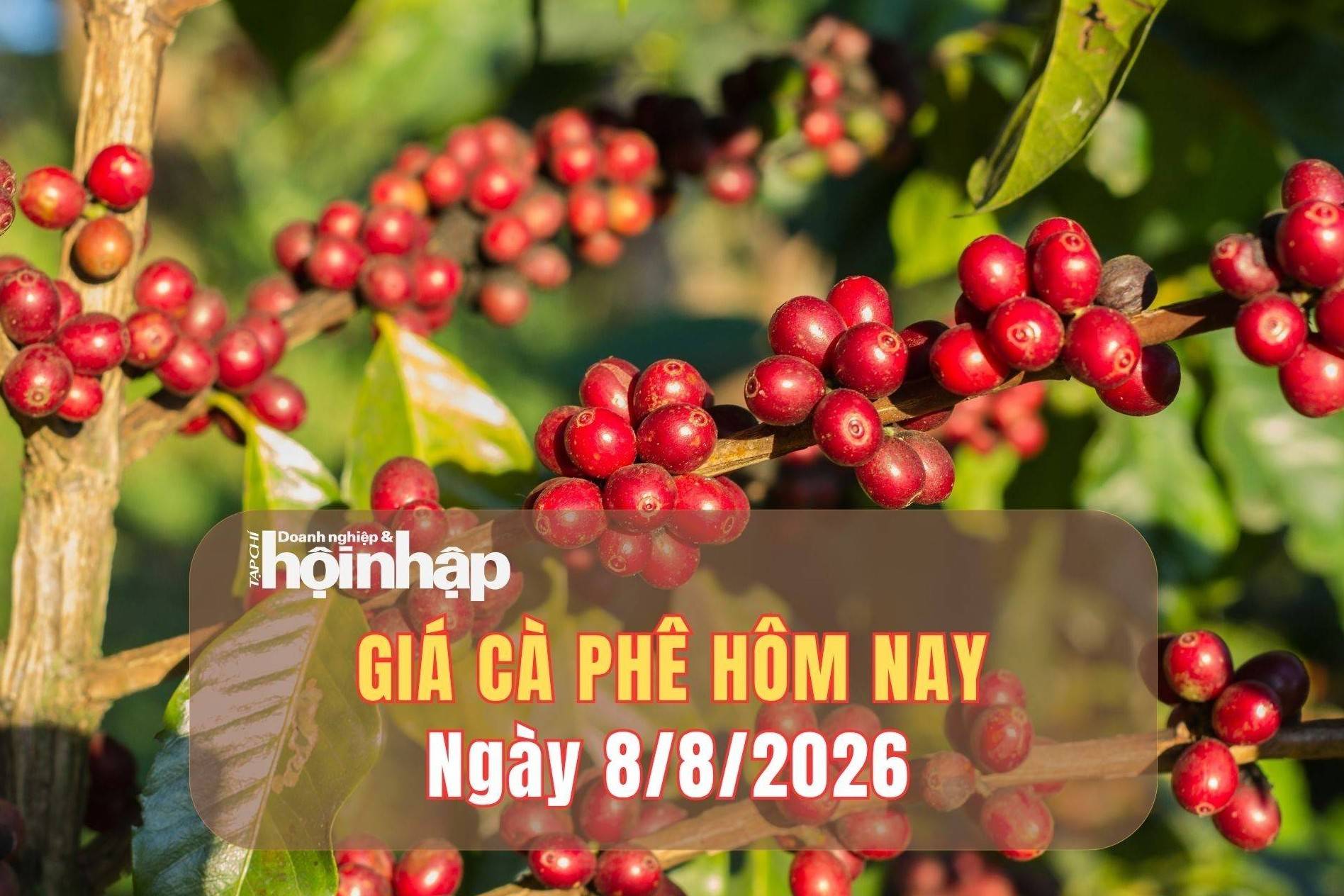 Giá cà phê hôm nay 8/8/2026: Giá cà phê giảm mạnh, rời mốc 100.000 đồng/kg