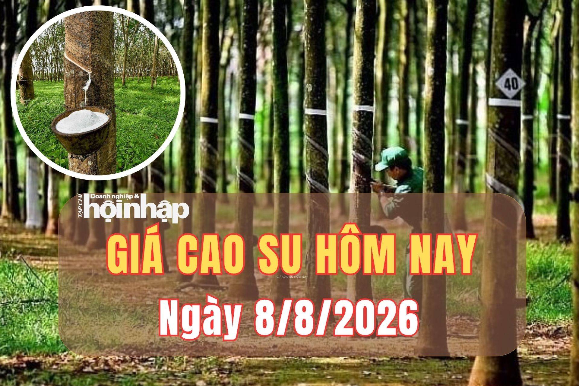 Giá cao su hôm nay 7/8/2026: Thị trường thế giới phân hóa, giá trong nước ổn định