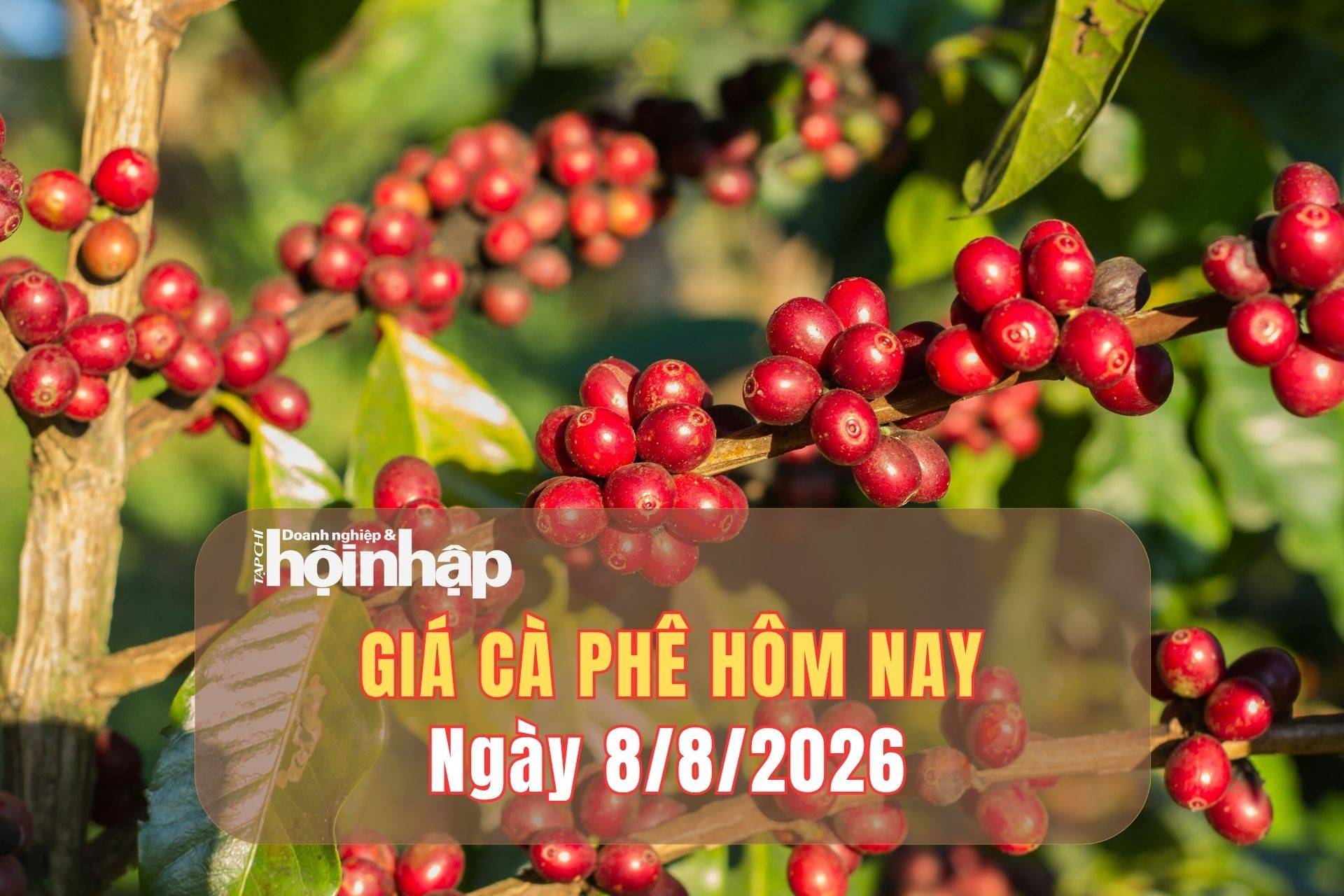 Giá cà phê hôm nay 7/8/2026: Giá cà phê tăng mạnh, áp sát mốc 100.000 đồng/kg