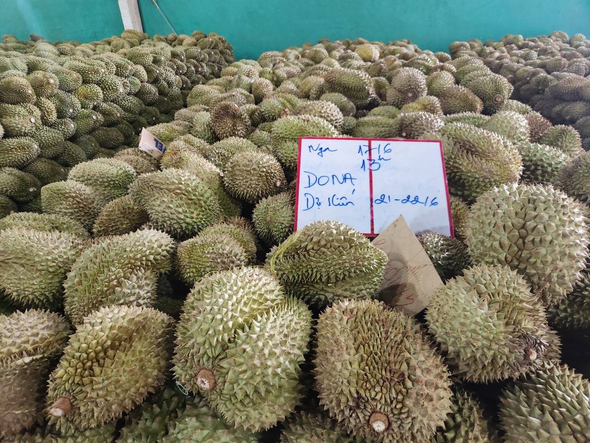 Lễ hội Sầu riêng Đắk Lắk 2026: Tăng kết nối và sinh kế nông dân!