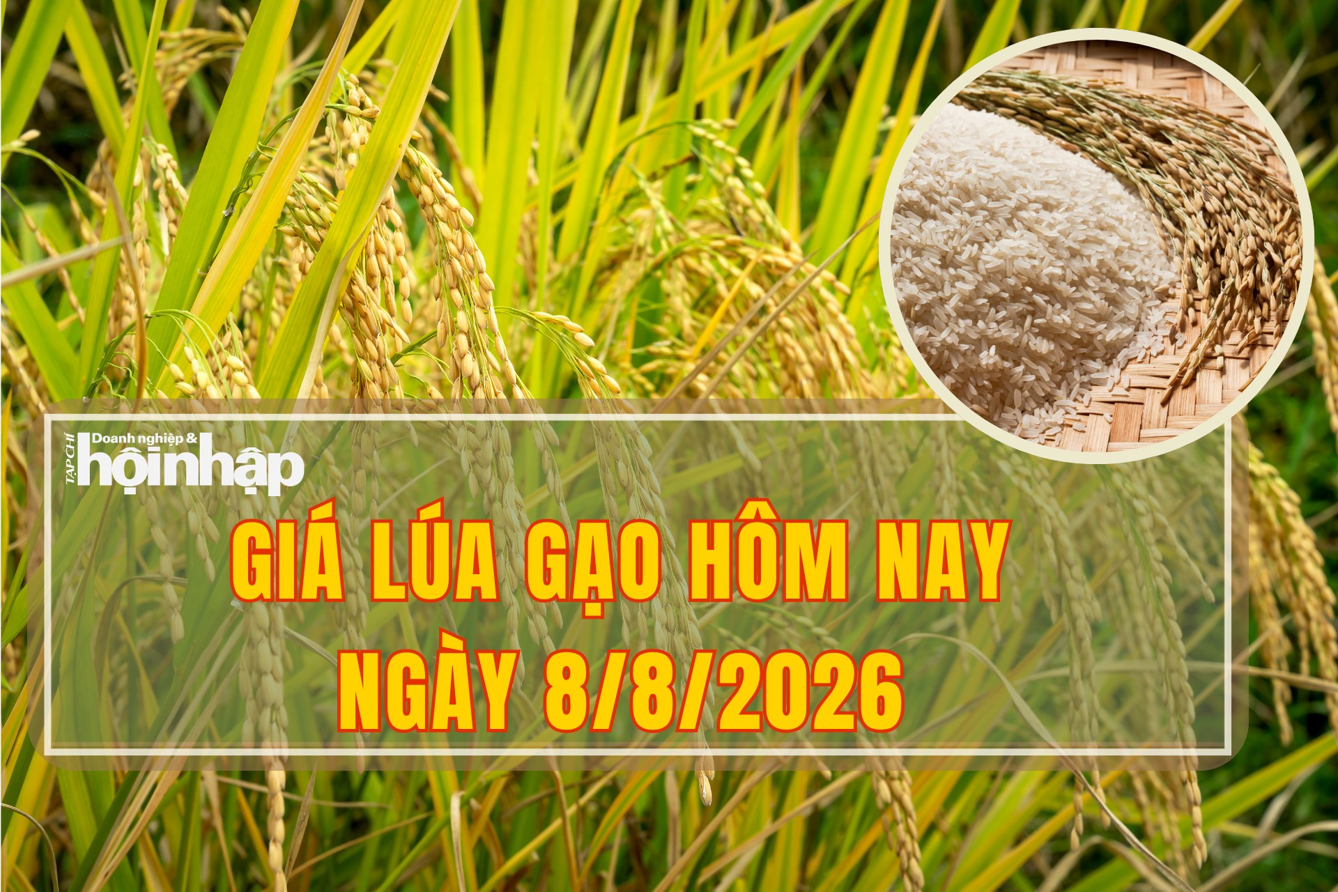 Giá lúa gạo hôm nay 8/8/2026: Một số giống lúa tươi tăng giá nhẹ