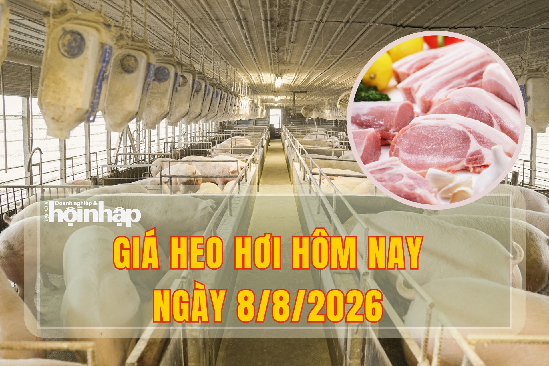 Giá heo hơi hôm nay 8/8/2026: Thị trường lao dốc trên cả nước