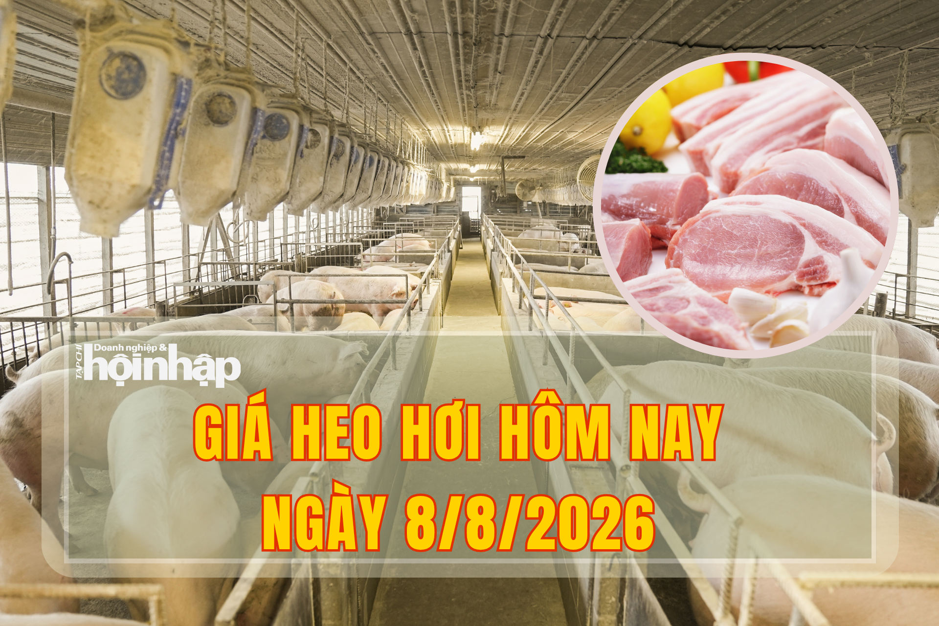 Giá heo hơi hôm nay 8/8/2026: Thị trường lao dốc trên cả nước