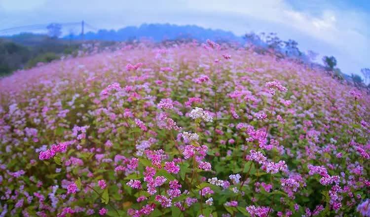 Từ mùa hoa Tam giác mạch đến bài toán giữ chân du khách trên cao nguyên đá Tuyên Quang