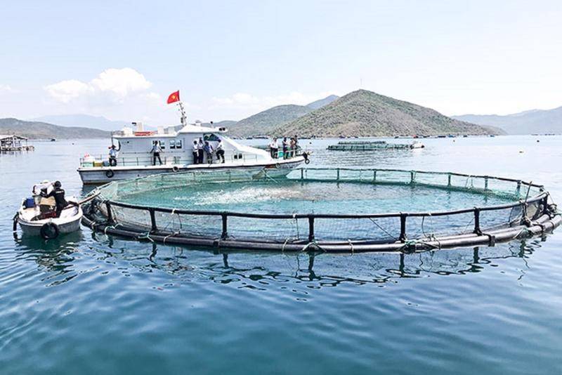 Mục tiêu đến năm 2030, nghề nuôi biển Việt Nam sẽ đạt sản lượng 1,45 triệu tấn, giá trị kim ngạch xuất khẩu đạt 1,8 đến 2 tỷ USD.