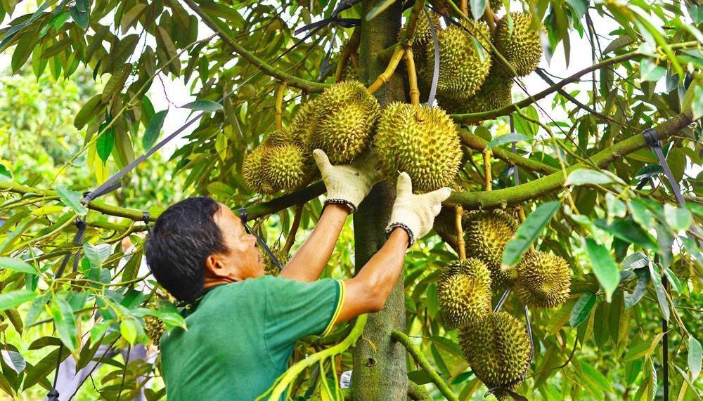 Lâm Đồng siết mã số vùng trồng, giữ an toàn cửa xuất khẩu nông sản