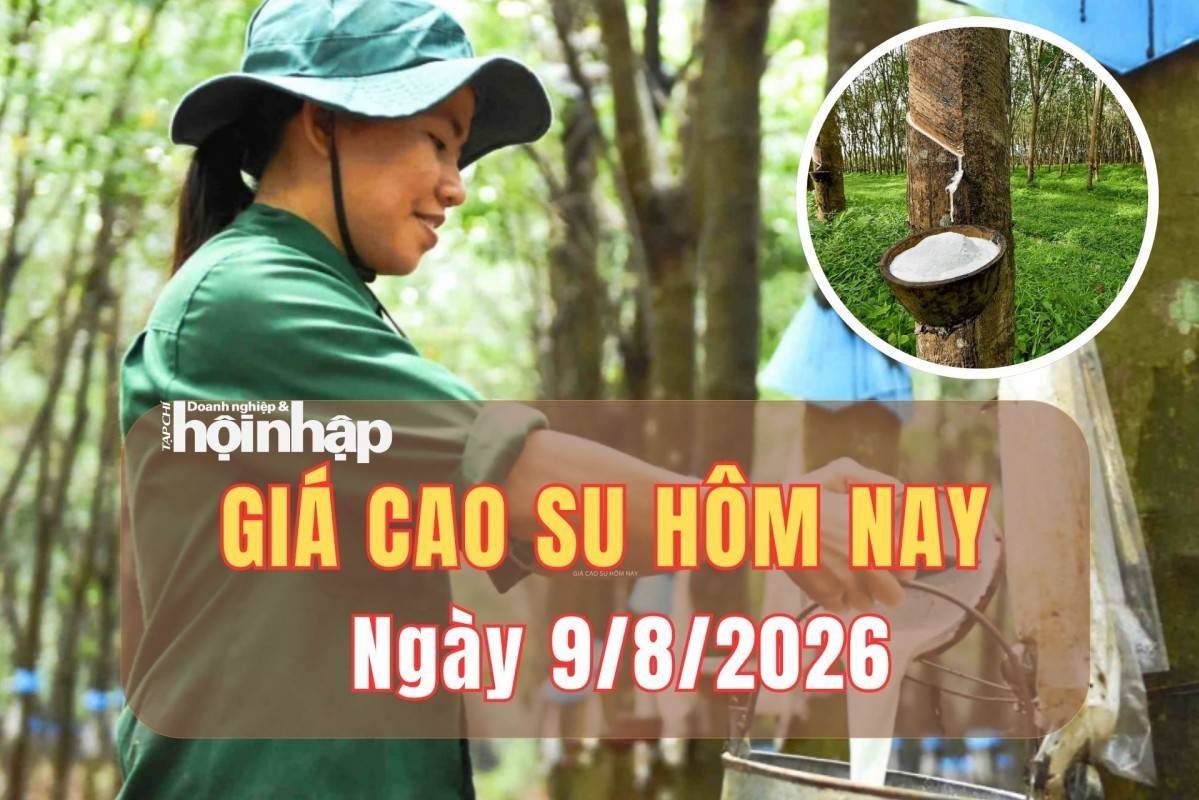 Giá cao su hôm nay 9/8/2026: Giá cao su châu Á đồng loạt tăng, thị trường khởi sắc