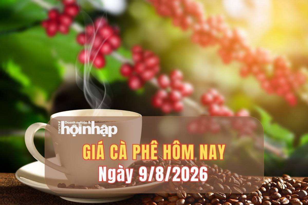 Giá cà phê hôm nay 9/8/2026: Giá cà phê tiếp tục giảm, rời xa mốc 100.000 đồng/kg
