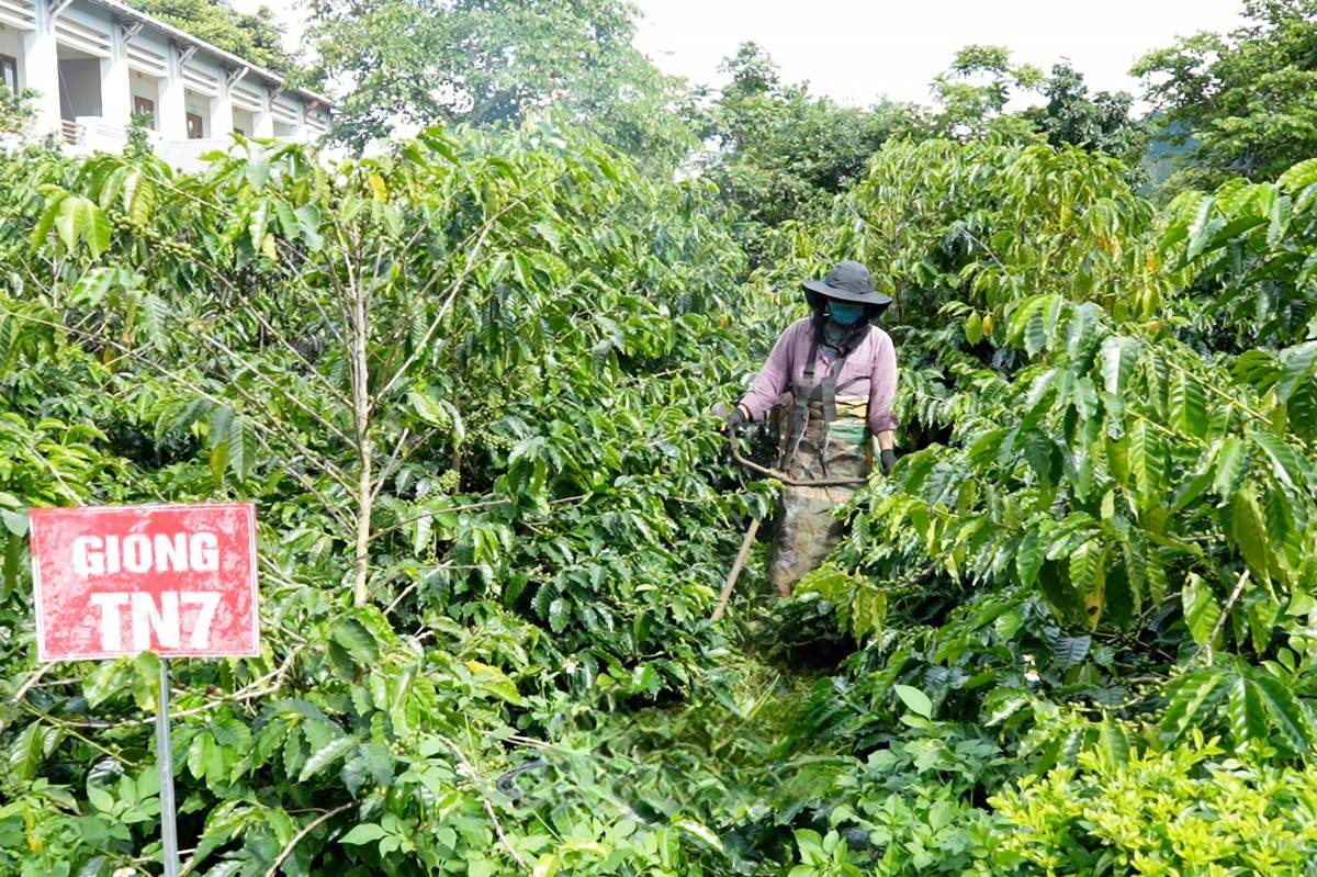 Sơn La nâng giá trị cà phê bằng khoa học công nghệ
