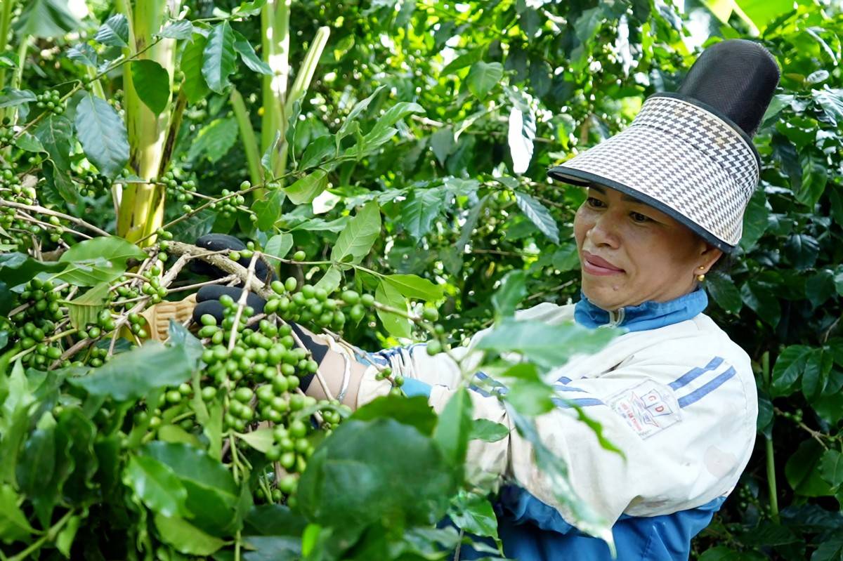 Sơn La nâng giá trị cà phê bằng khoa học công nghệ