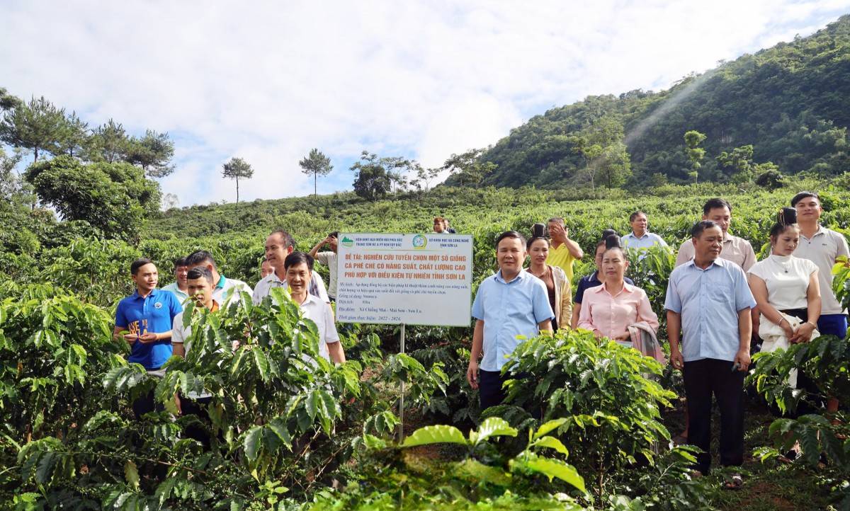 Sơn La nâng giá trị cà phê bằng khoa học công nghệ