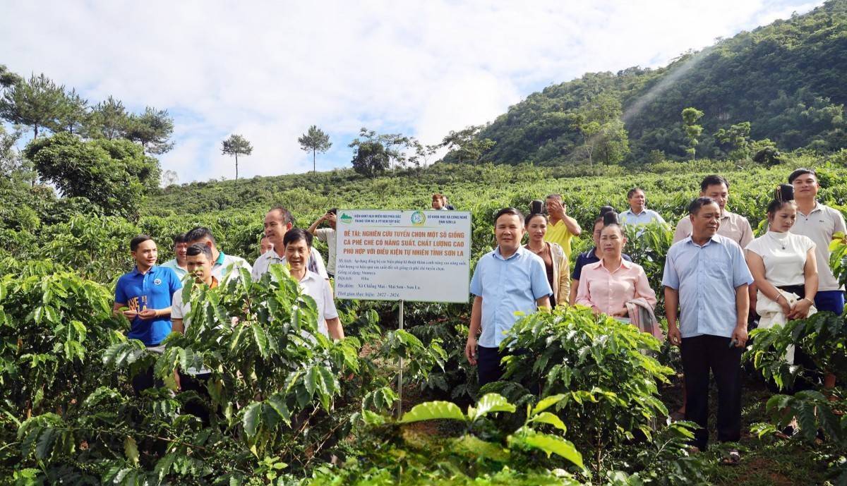 Sơn La nâng giá trị cà phê bằng khoa học công nghệ