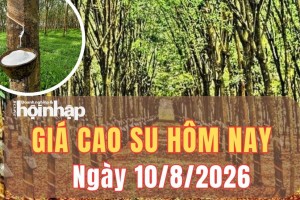 Giá cao su hôm nay 10/8/2026: Giá cao su thế giới kết thúc tuần nghiêng về tăng, trong nước ổn định