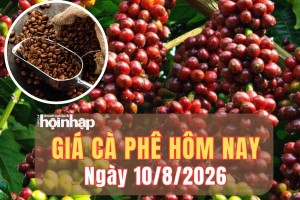 Giá cà phê hôm nay 10/8/2026: Kết thúc tuần qua, giá cà phê trong nước tăng nhẹ, robusta London quay đầu giảm