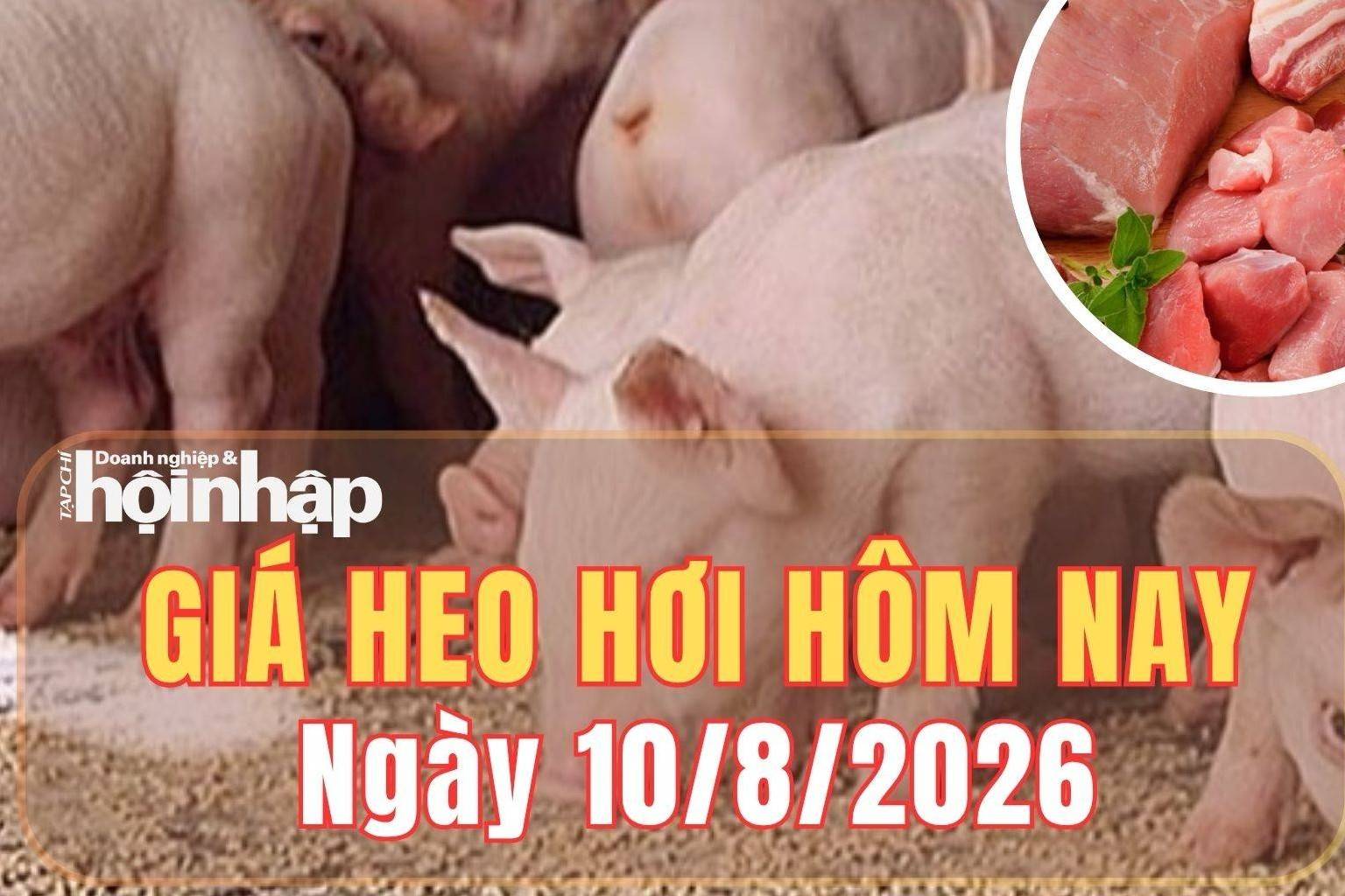 Giá heo hơi hôm nay 10/8/2026: Giá heo hơi tại miền Bắc, miền Trung đồng loạt giảm, miền Nam đi ngang