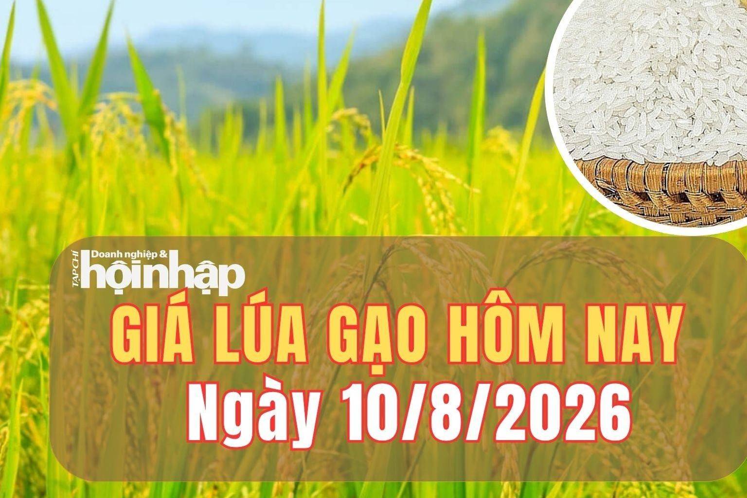 Giá lúa gạo hôm nay 10/8/2026: Giá lúa gạo trong nước và xuất khẩu giữ giá