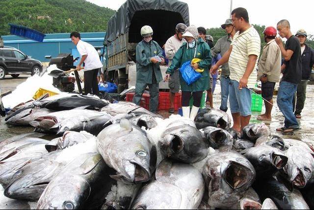 Doanh nghiệp thủy sản phải chuẩn hóa dữ liệu trước giờ vào thị trường Hoa Kỳ