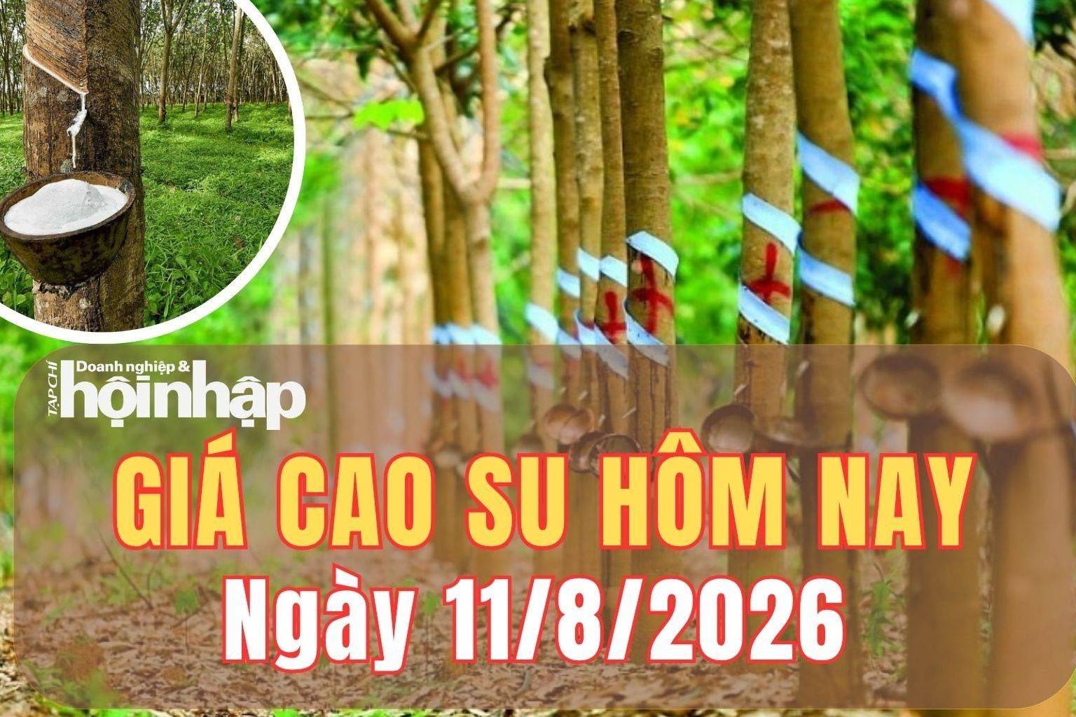 Giá cao su hôm nay 11/8/2026: Giá cao su thế giới tiếp đà tăng