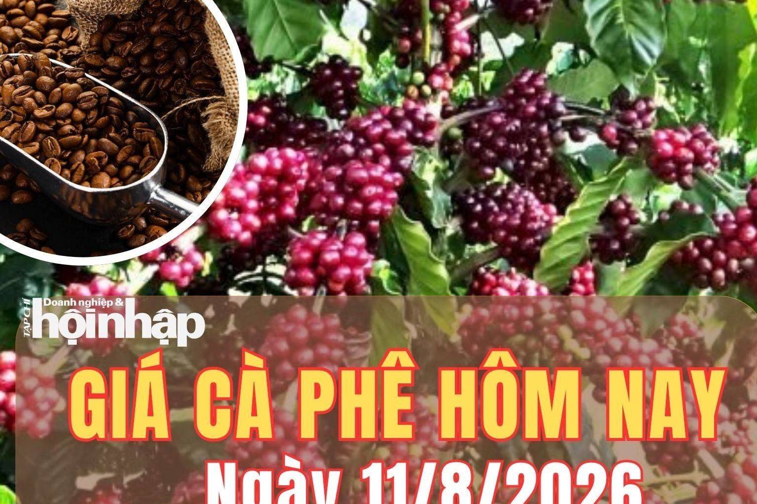 Giá cà phê hôm nay 11/8/2026: Giá cà phê Tây Nguyên tăng nhẹ, robusta vượt 3.800 USD/tấn