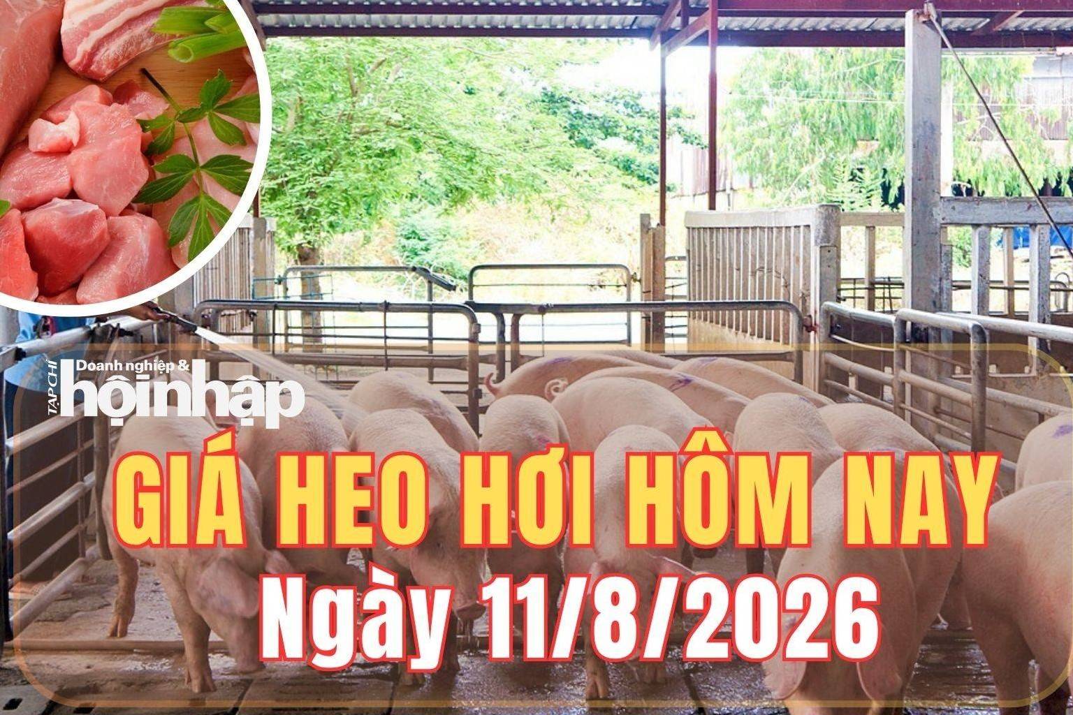 Giá heo hơi hôm nay 11/8/2026: Giá heo hơi đồng loạt giảm ở cả ba miền