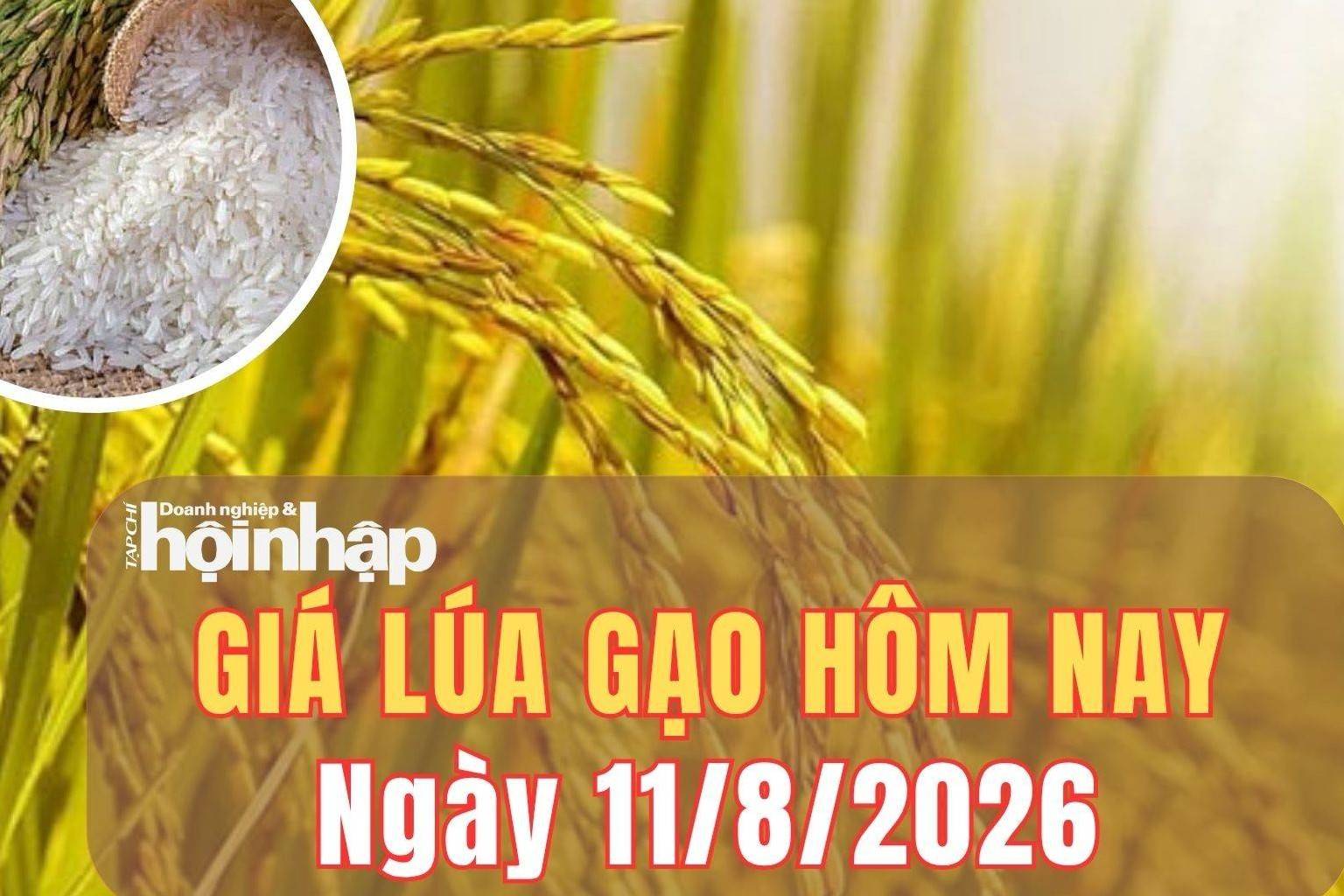 Giá lúa gạo hôm nay 11/8/2026: Giá lúa gạo chững lại, phụ phẩm giảm