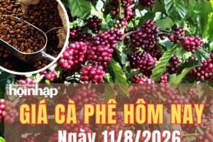 Giá cà phê hôm nay 11/8/2026: Giá cà phê Tây Nguyên tăng nhẹ, robusta vượt 3.800 USD/tấn