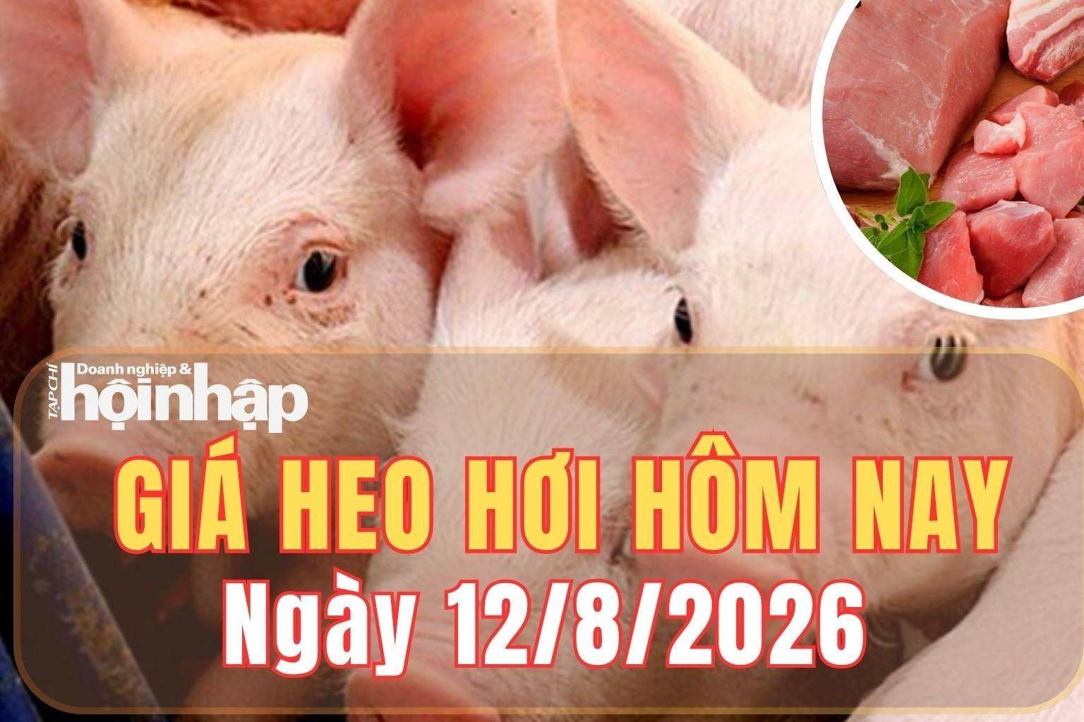 Giá heo hơi hôm nay 12/8/2026: Cả ba miền tiếp tục giảm, thấp nhất 57.000 đồng/kg
