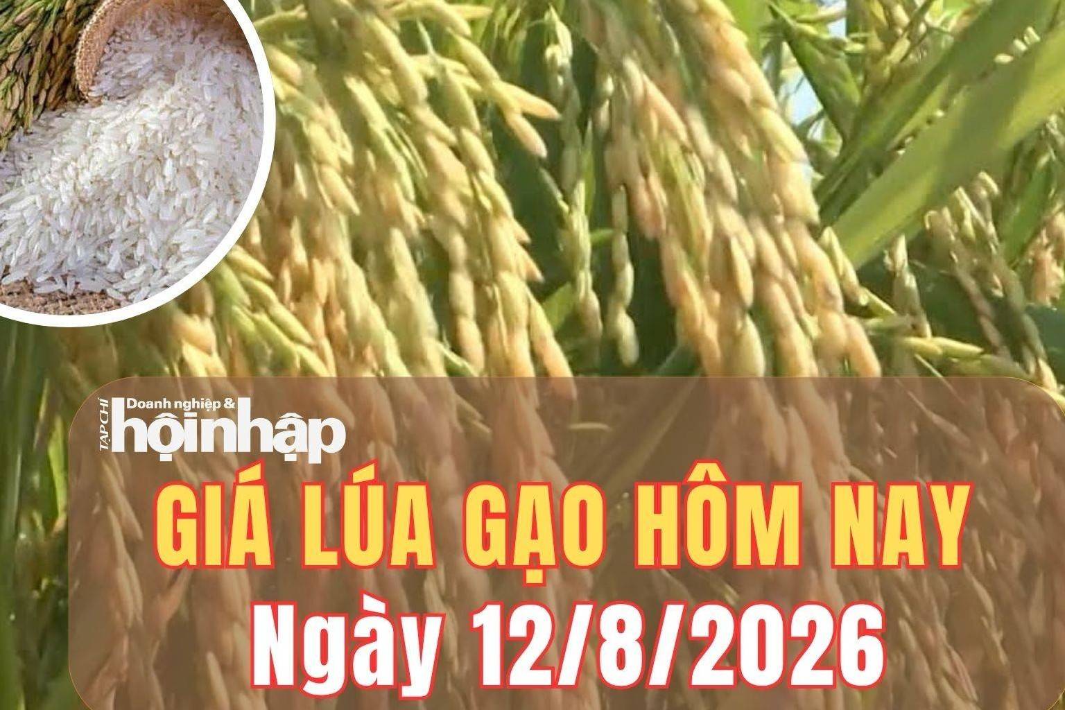 Giá lúa gạo hôm nay 12/8/2026: Giá gạo nguyên liệu tăng, phụ phẩm tiếp đà giảm