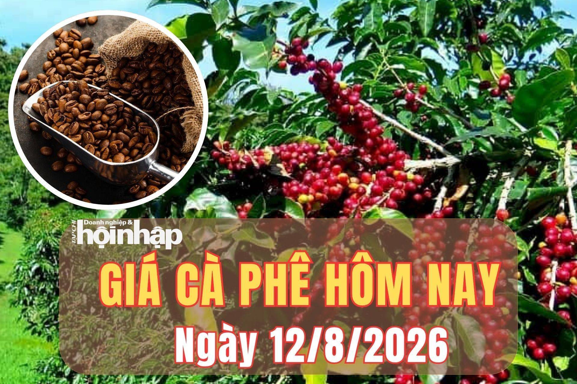 Giá cà phê hôm nay 12/8/2026: Giá cà phê Tây Nguyên tiếp đà tăng, thế giới trái chiều