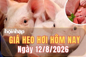 Giá heo hơi hôm nay 12/8/2026: Cả ba miền tiếp tục giảm, thấp nhất 57.000 đồng/kg